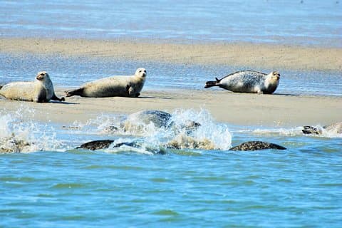 Safaris na UNESCO Site Waddensea a partir de Amsterdã