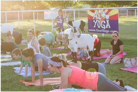 Cabra e Alpaca Yoga no Arizona