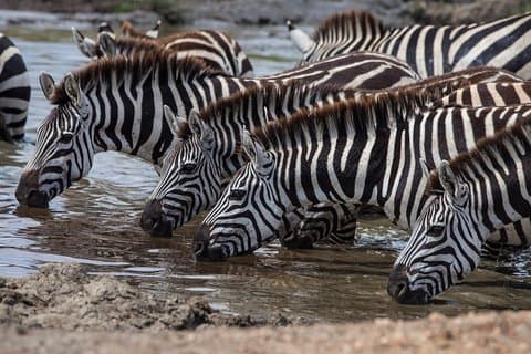 Introduksjon av Kenya Safari Package