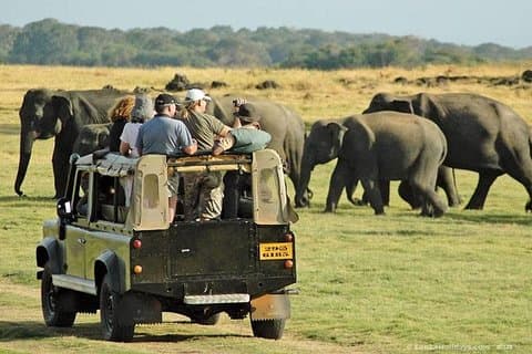 Escursione di un giorno da Kandy a Sigiriya, Dambulla e safari nel Parco Nazionale.