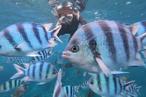 Snorkeling in the Blue Cave area【Okinawa Prefecture: Free feeding & photo images!English and Chinese speaking guide available!