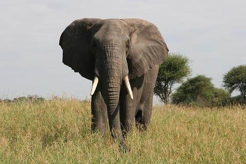 Parque Nacional Tarangire