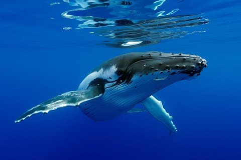 Bora Bora Whale Watching