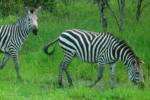 1 Giorno Lago Mburo National Park Short Safari da Kampala