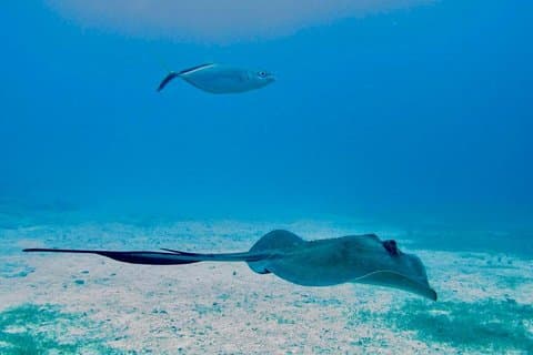 The Original Eco Tour Full-Day Around the Island of Sint Maarten