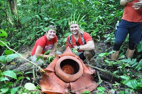 Rafflesia Rainforest Reserve Tour fra Kota Kinabalu
