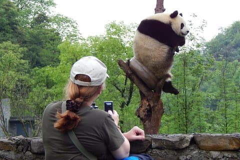 Minigroep: rondleiding van een halve dag door Chengdu Panda's