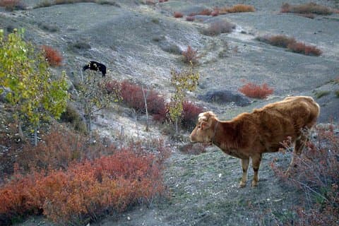 11 giorni Panorama Panchase Homestay Trek