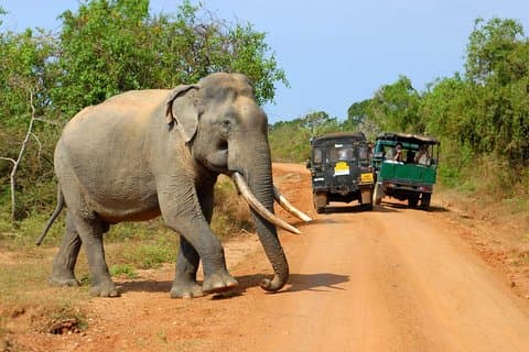 Abenteuerreise in Sri Lanka (17 Tage)