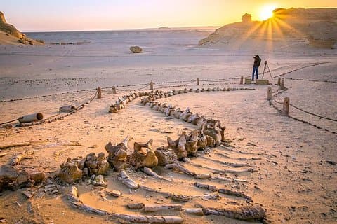 Tagesausflug ins Tal der Wale von Kairo - Wadi El Hitan