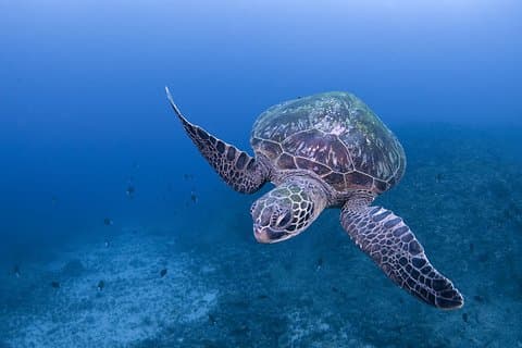 Scuba diving in Yakushima! (Guided Fun Diving for Licensed Guests)