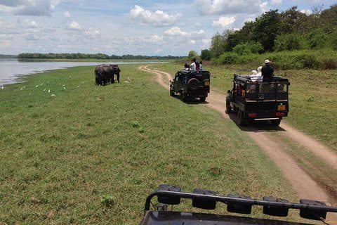 Mezza giornata - Tour Safari del Parco Nazionale di Minneriya da Habarana / Sigiriya