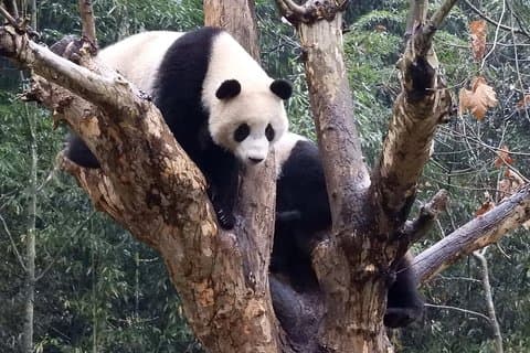 成都のWo龍パンダ基地ボランティアプログラム