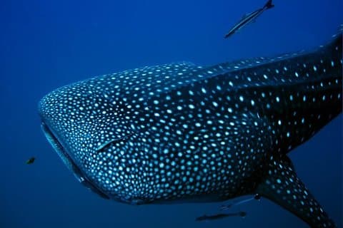 Whale Shark Aventure Small Group | Isla Mujeres