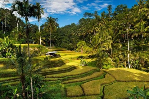 Privata 4-dagarsturer - Bästa Bali Tours-paketet - Bästa av Bali-höjdpunkter