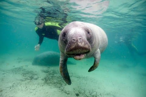 Privat Manatee Swim for opptil 6 med In-Water Divemaster/Photographer