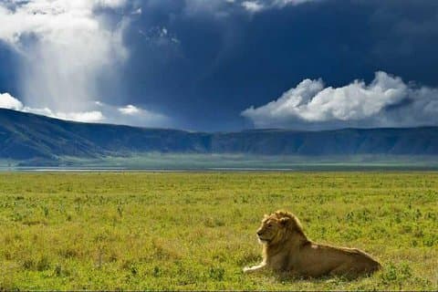 Ngorongoro-krateret dagstur