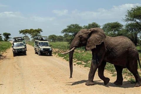 15 jours de safari spectaculaire au Kenya et en Tanzanie avec la plage de Zanzibar