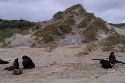 Dunedin Shore Udflugt: Small-Group Tour of Dunedin og Otago Peninsula