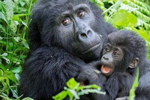 3 dagars Gorilla Trekking Tour genom Rwanda