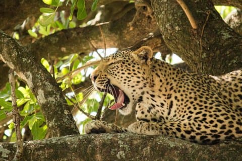 4 Tage Budget Krüger Nationalpark Safari