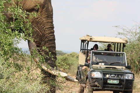 Parque Nacional Kruger, dia inteiro de jogo