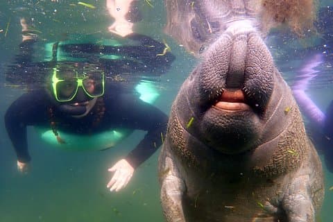 Privat 'OG' Manatee snorkeltur med guide for opptil 10 personer