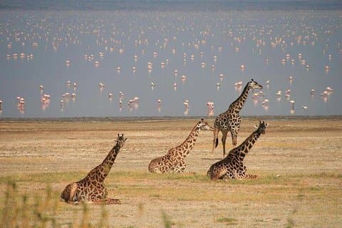 Tour guidato del lago Manyara da Arusha