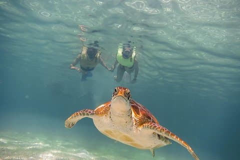 Tortugas & Cenotes Schnorcheln mit Schildkröten Tour