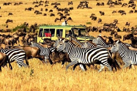 7 Days Tanzania Luxury Safaris