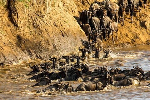 The Great Wildebeest Migrasjon
