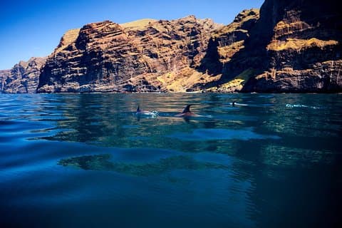 5 horas de observação e escuta de baleias e golfinhos. Visite Los Gigantes