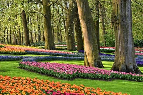 Traslado de ida y vuelta desde Ámsterdam a Keukenhof Gardens Tulip