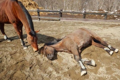 Pferde-Reiten