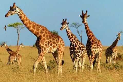 Excursão de 4 dias ao Parque Nacional de Kidepo, Uganda