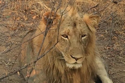 2 Days 1 Night Kruger Safaris from Maputo city