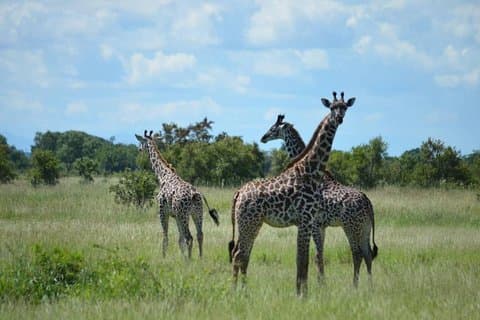 2 días 1 noche en el Parque Nacional Mikumi desde Dar es salaam