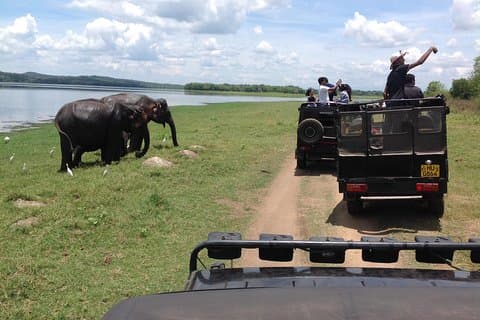 Minneriya National Park Safari Tour De Dambulla ou Polonnaruwa