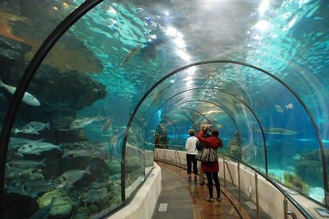 AquaRio Small Group Guidad tur med entré och transfer