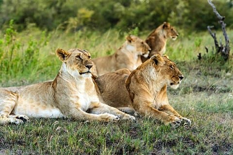 Cidade do Cabo, Melhor da Big Five Safari Fullday Tour