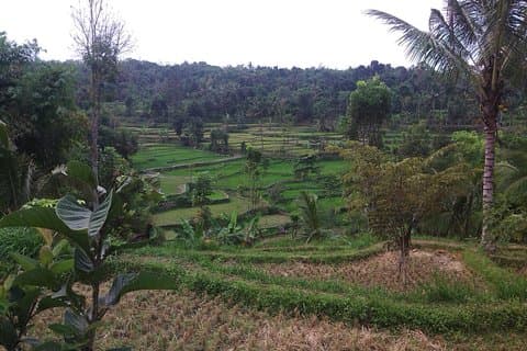 Trekking doux Tetebatu
