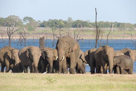 Kaudulla National Park Safari from Habarana