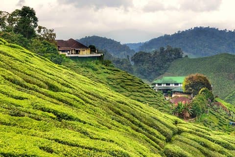 Traslados de ida desde los hoteles de la ciudad de Kuala Lumpur a Cameron Highlands