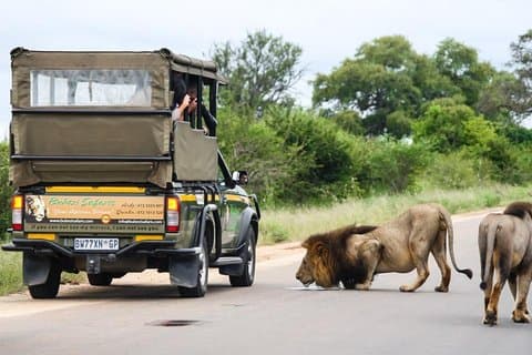 Kruger nasjonalpark - full dag safari