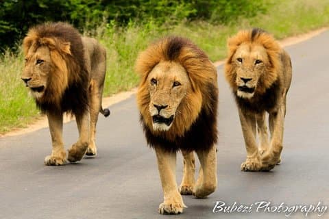 4-dagers Bubezi Classic Safari & Panoramic Tour