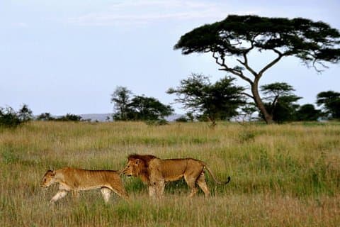 7 Tage Tour Nordtansania Safari: