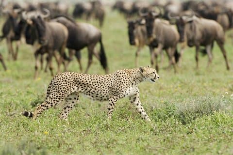 4 días de presupuesto de migración de ñus Camping Safaris