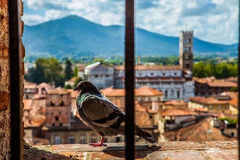 Lucca en Pisa Day Tour vanuit Rome