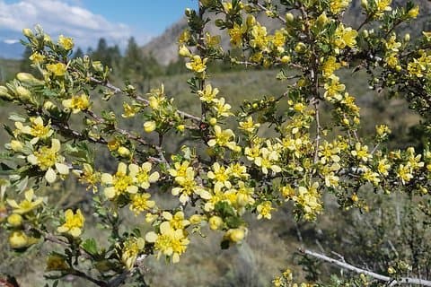 Tour nel deserto del sud di Okanagan