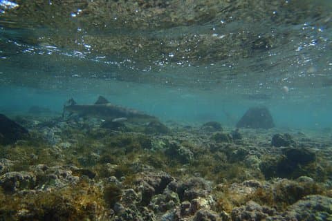 Shark Watching from Santa Maria